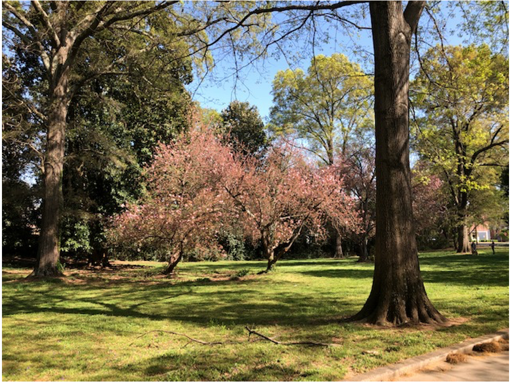 Nolen’s 1911 neighborhood plan included this quiet green space, maintained and protected by its neighbors for over a century. It seems to have no official name, but some folks refer to it “J.S. Myers Park” in honor of the landowner whose farmland became Myers Park.
